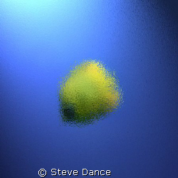 Masked Butterfly Fish. I applied a frosted glass filter a... by Steve Dance 